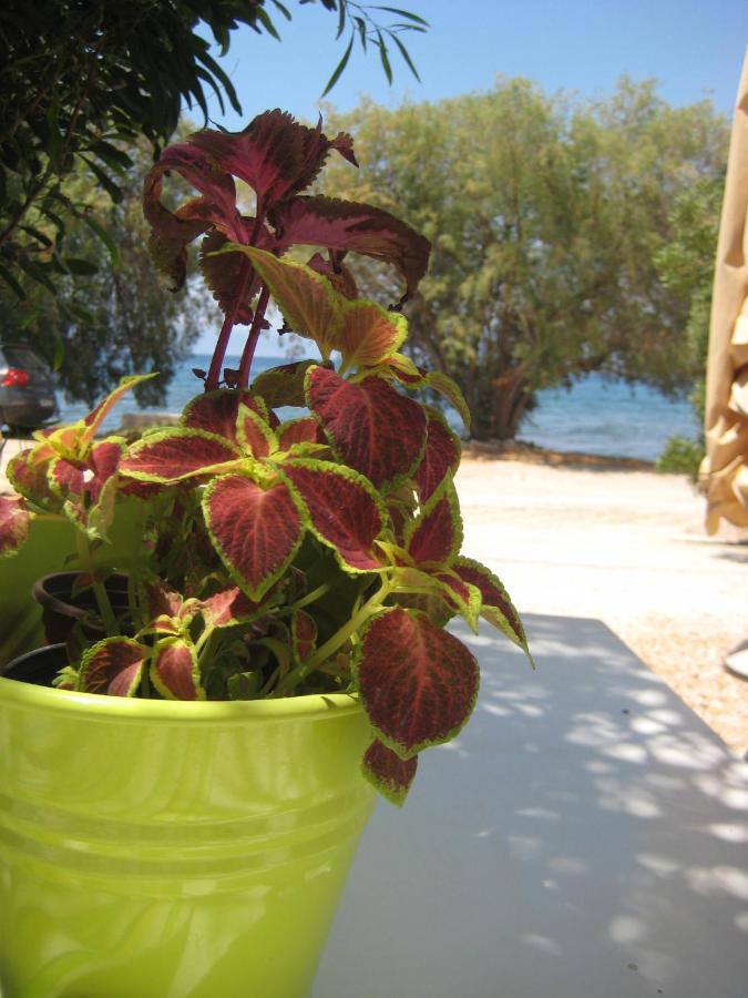 Vikos Beach Apartments Paralia Irion Bagian luar foto